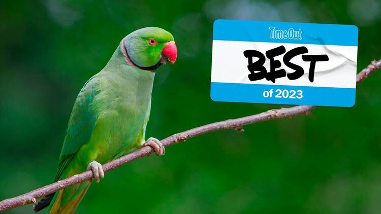 Parakeet in London, Time Out Best of 2023