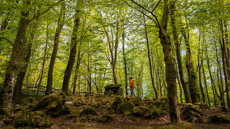 Belgrad Forest