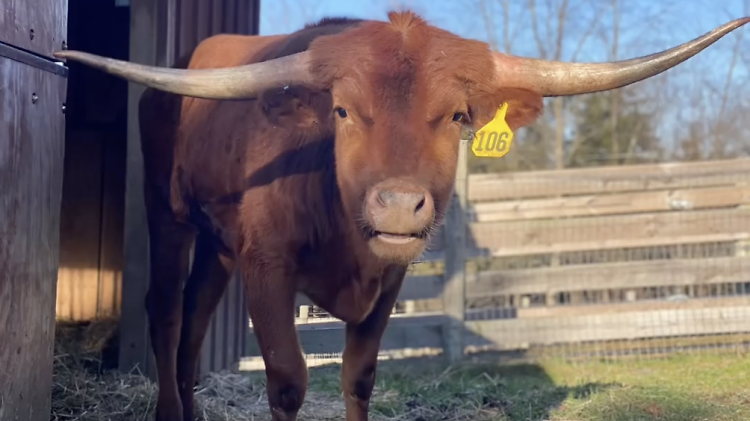 New Jersey Transit is now selling a plushie of Ricardo the runaway bull