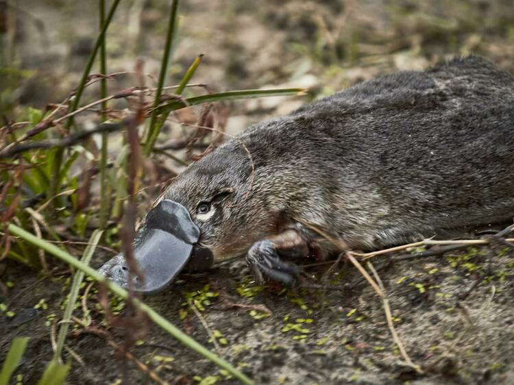 Platypuses have been released into the Royal National Park for the first time in 50 years