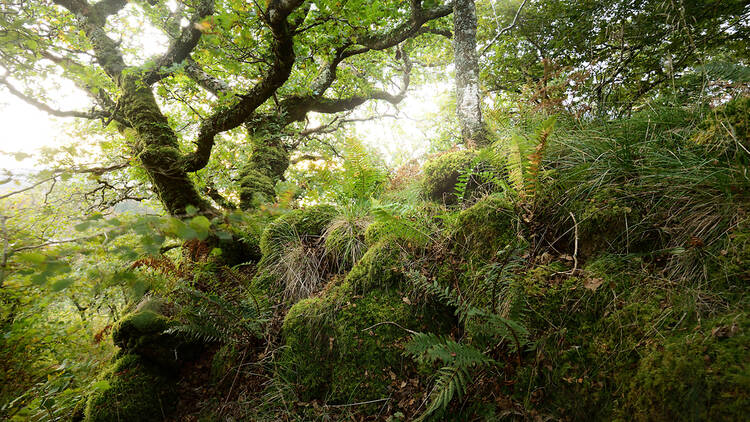 Scottish rainforest with trees and moss