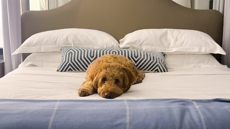 Bring your furry friends to this chic hotel for a fab getaway. 