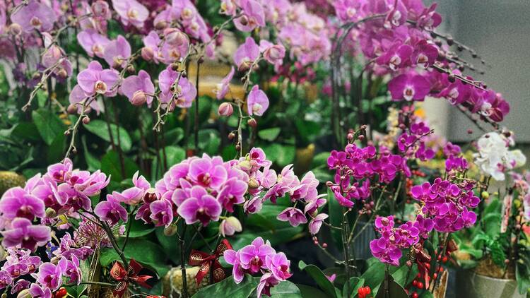 Orchids