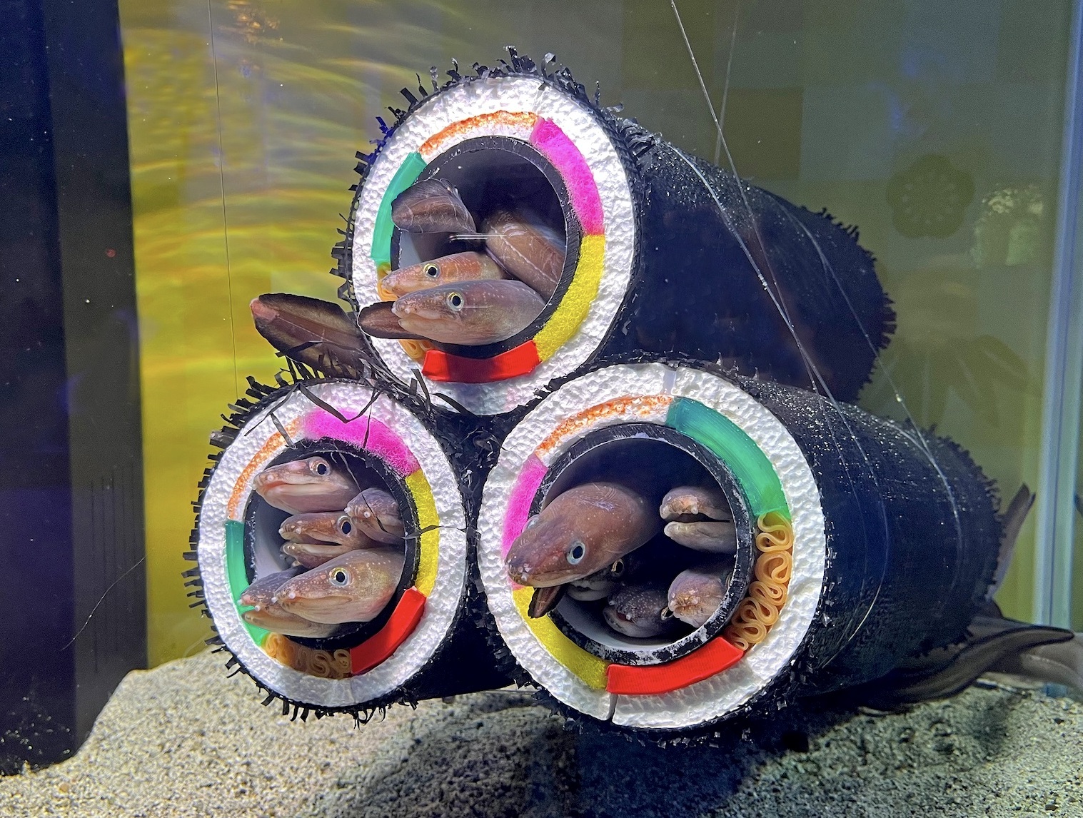 アナゴの恵方巻水槽」が八景島シーパラダイスの水族館に今年も登場