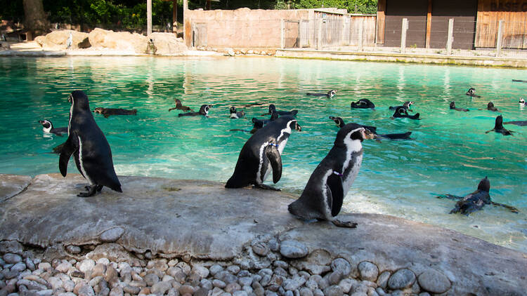 London Zoo penguins 