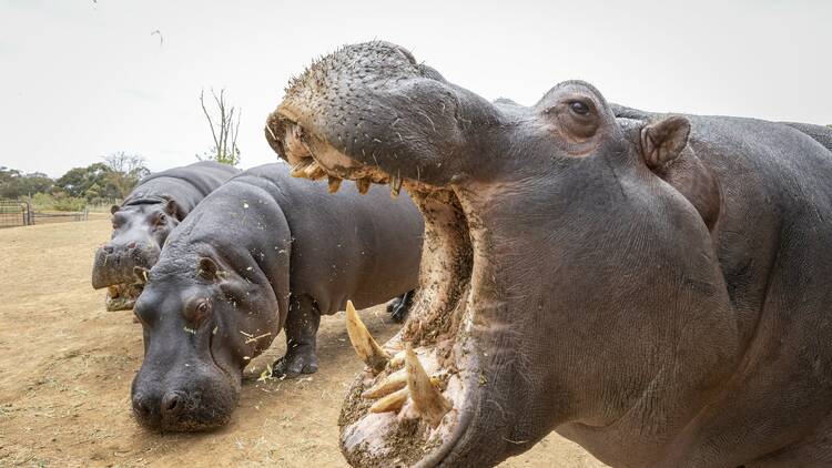 Three hippos, with one opening its mouth wide. 