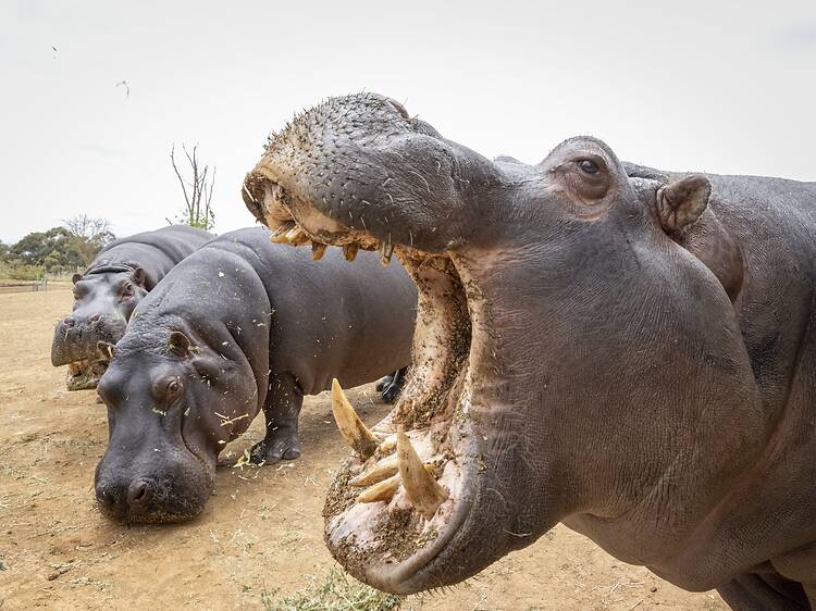 Werribee Open Range Zoo Sunset Safari