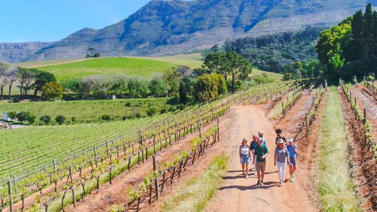 Constantia Wine Walk