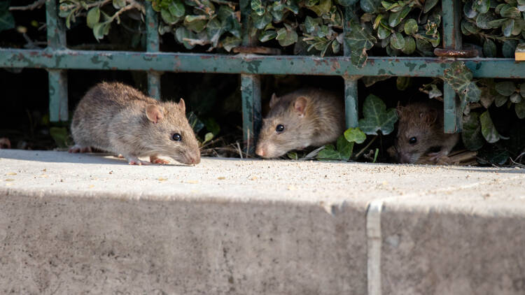 Rats in a city