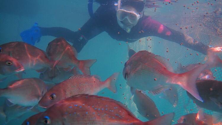 Swim with, learn about, and eat Japan’s luckiest fish