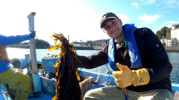 Harvest and savour wakame, a seasonal, eco-friendly delicacy