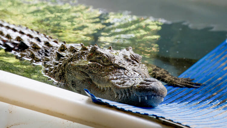 Ocean Park crocodile