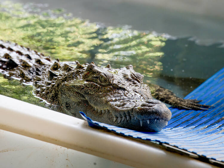 Help name Ocean Park's exotic crocodile!