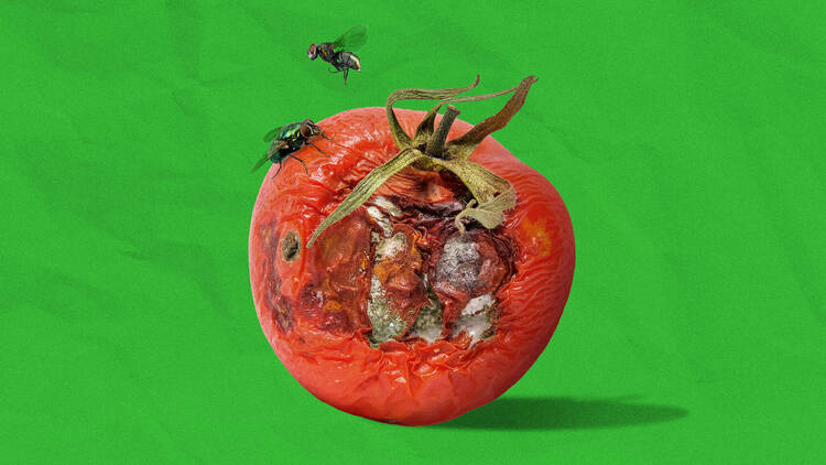 A rotting tomato 