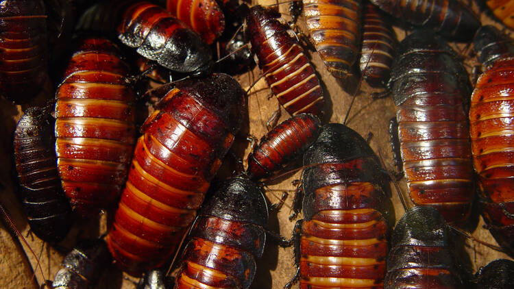 Cockroaches gather together