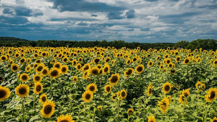 Photograph: Peter de Vink | Pexels