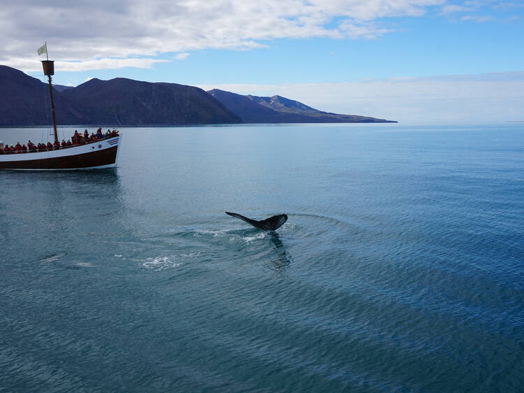 Go whale watching from Húsavík