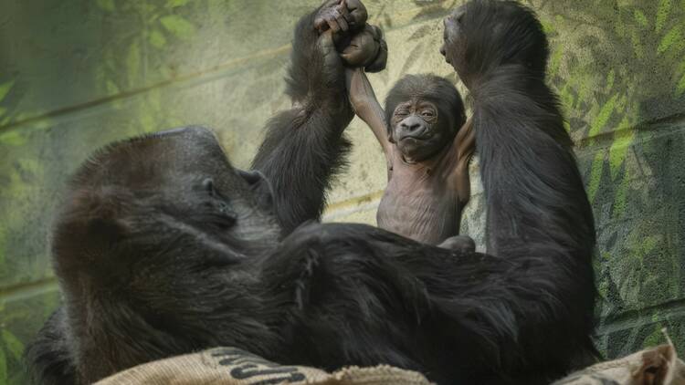 A newborn gorilla at London Zoo