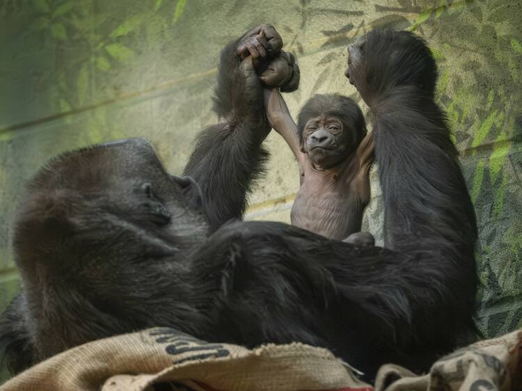 Rejoice, a super rare (and cute) baby gorilla has just been born at London Zoo