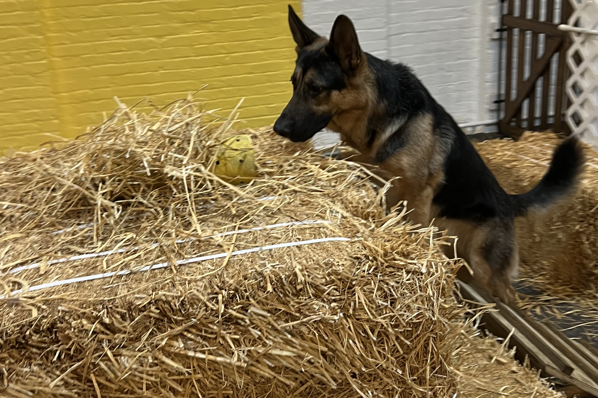 An indoor sports facility for dogs just opened on the Upper East Side