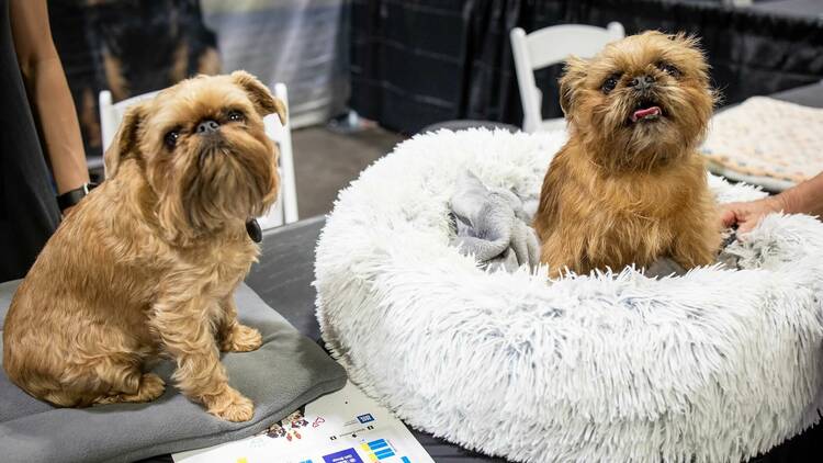 American Kennel Club is hosting Meet the Breeds a massive dog