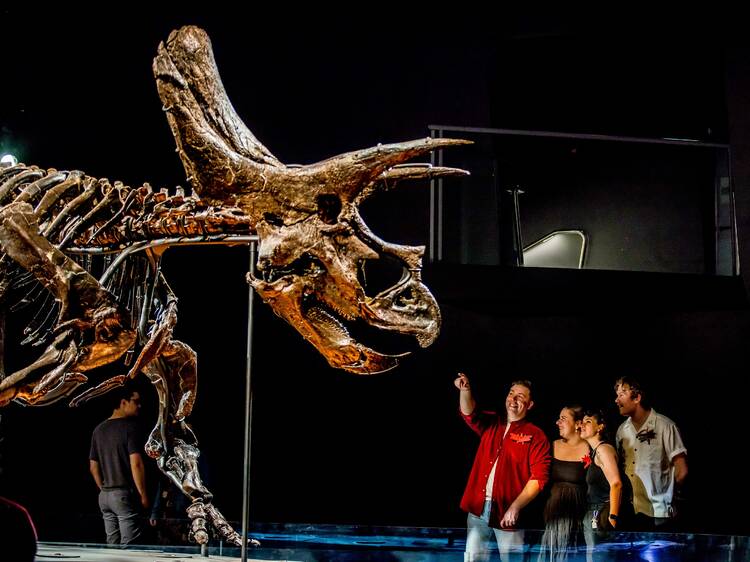 People looking at a large dinosaur skeleton. 