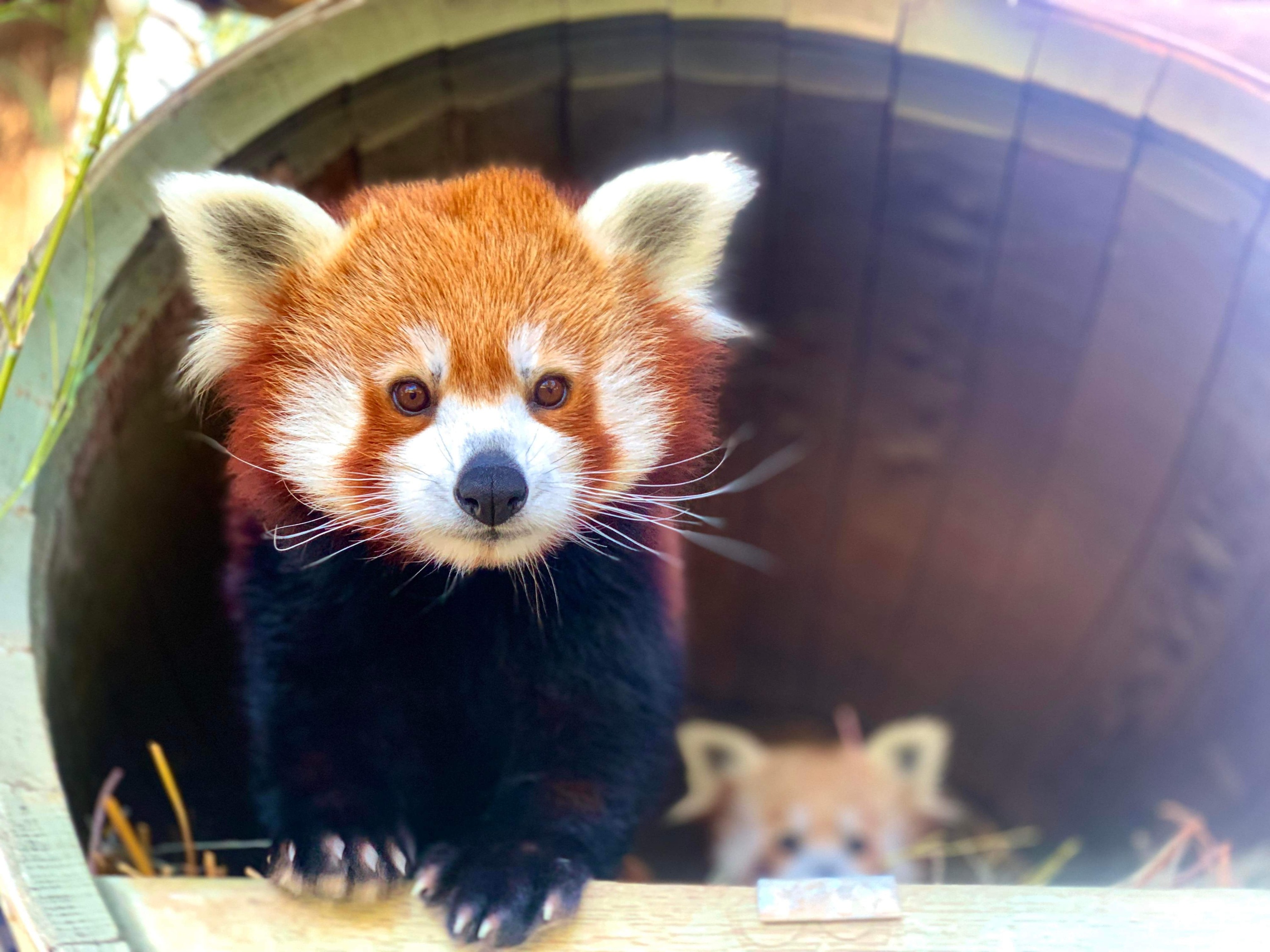 A super rare red panda has been born in an Australian wildlife park