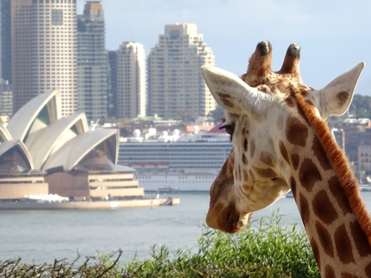 Taronga Zoo, Sydney, NSW