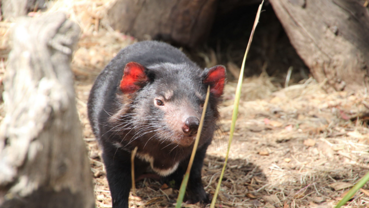 See a Tasmanian devil