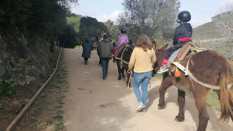 Desfile de máscaras de Carnaval com burro