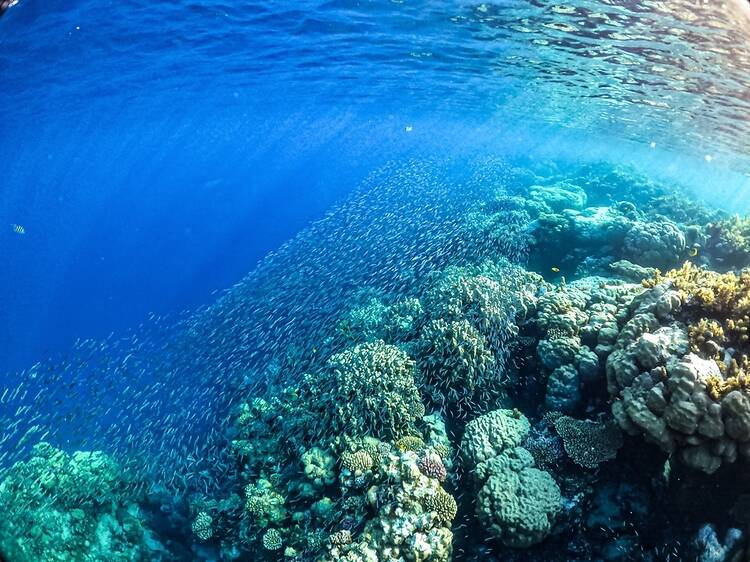 Red Sea, Egypt