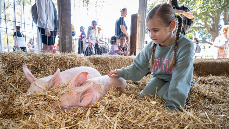 Kid patting pigs