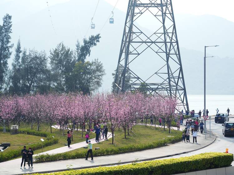 Visit Hong Kong's most beautiful flower spots