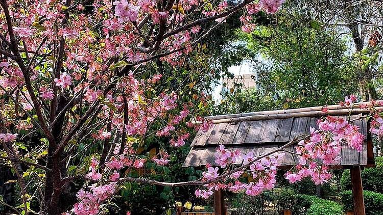 Árbol de sakura en Asociación México Japonesa