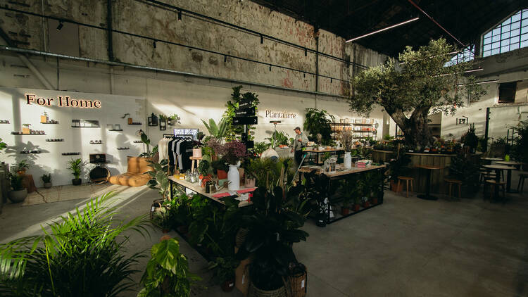 As melhores lojas para comprar plantas em Lisboa