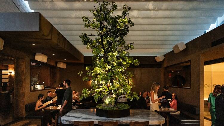 One of the dining rooms at Tanuki with the gorgeous 30 year old tree