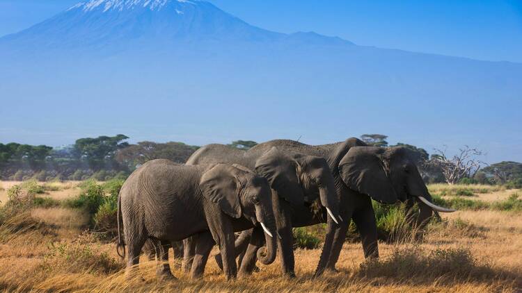 Elephants from safari, Kenya