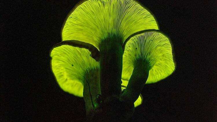 bioluminescent mushroom Sydney