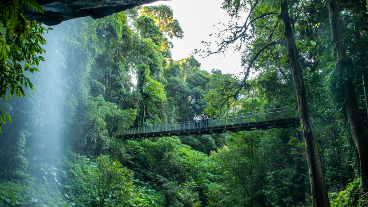 The Dorrigo Rainforest and Bellingen, NSW
