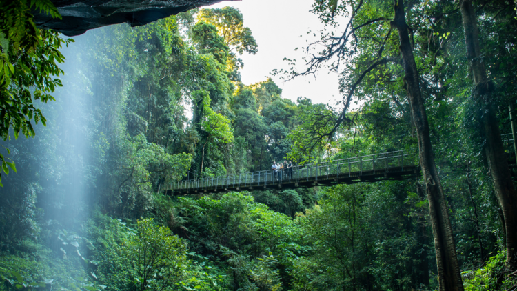 Family enjoying a ranger-guided walk through Dorrigo National Park, Dorrigo Mountain.