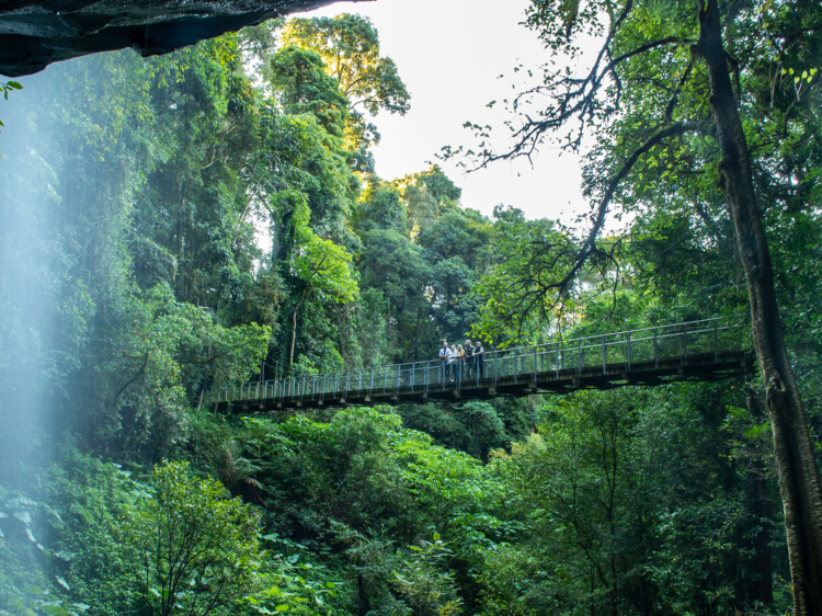 The Dorrigo Rainforest and Bellingen, NSW