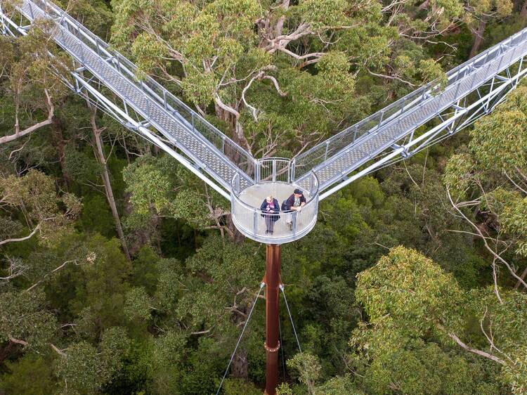 Face your fears on the Valley of the Giants Tree Top Walk