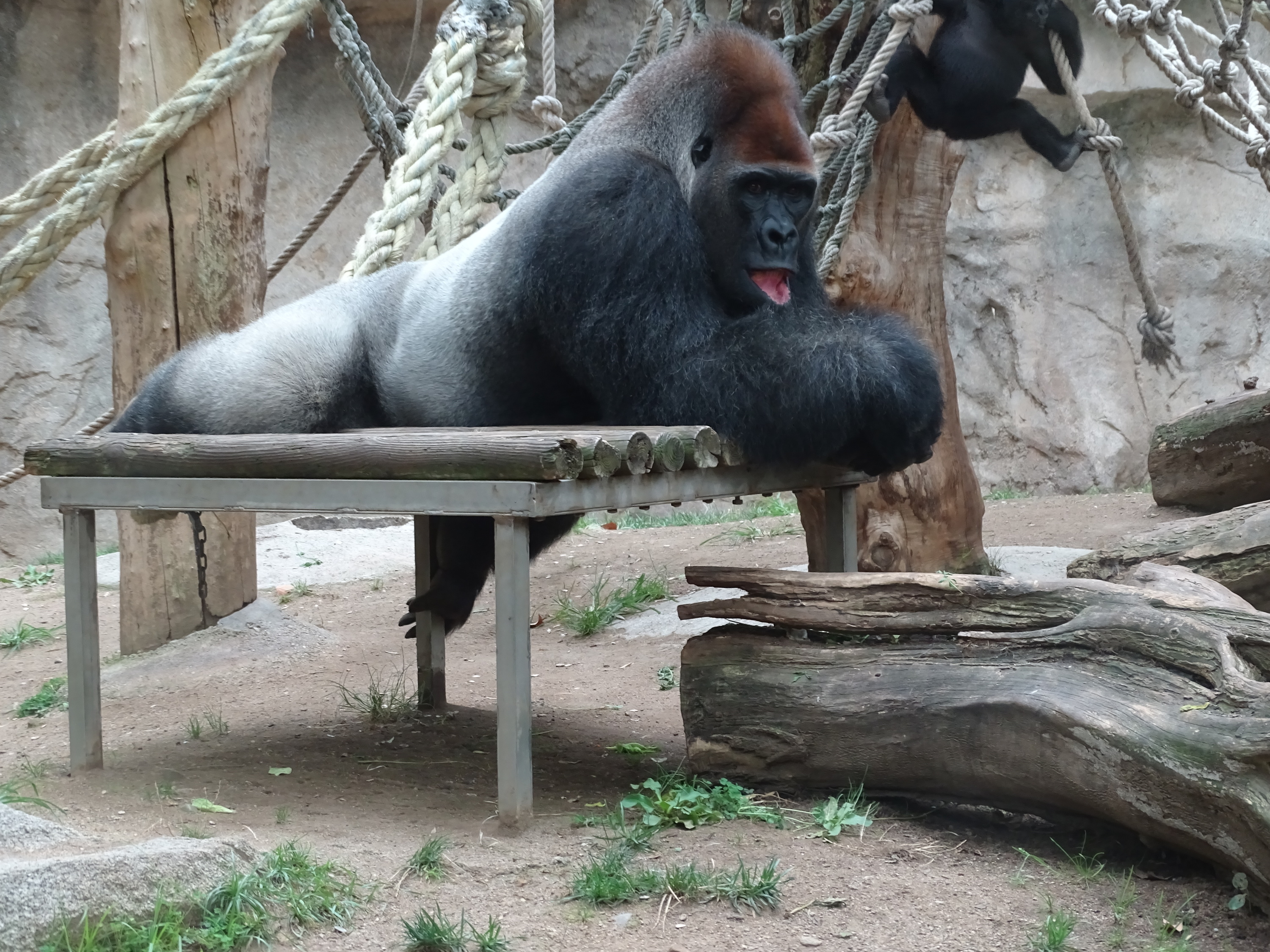 Xebo, un gorila de una especie en peligro crítico de extinción, muere en el  Zoo de Barcelona