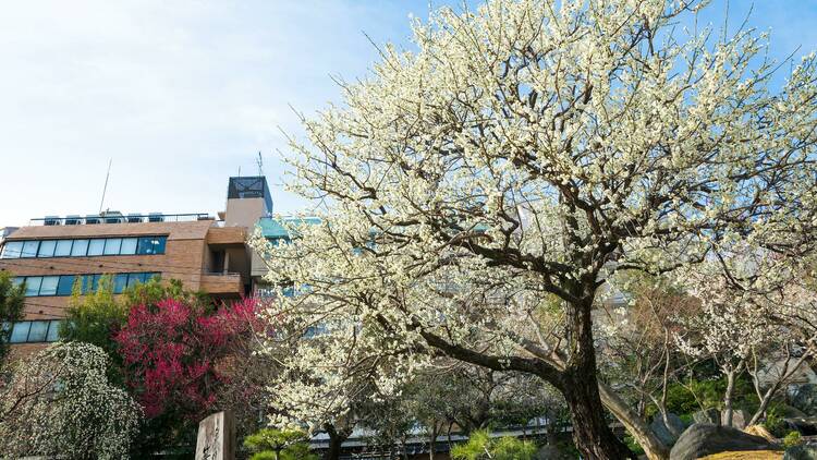 Yushima Tenjin Plum Blossom Festival