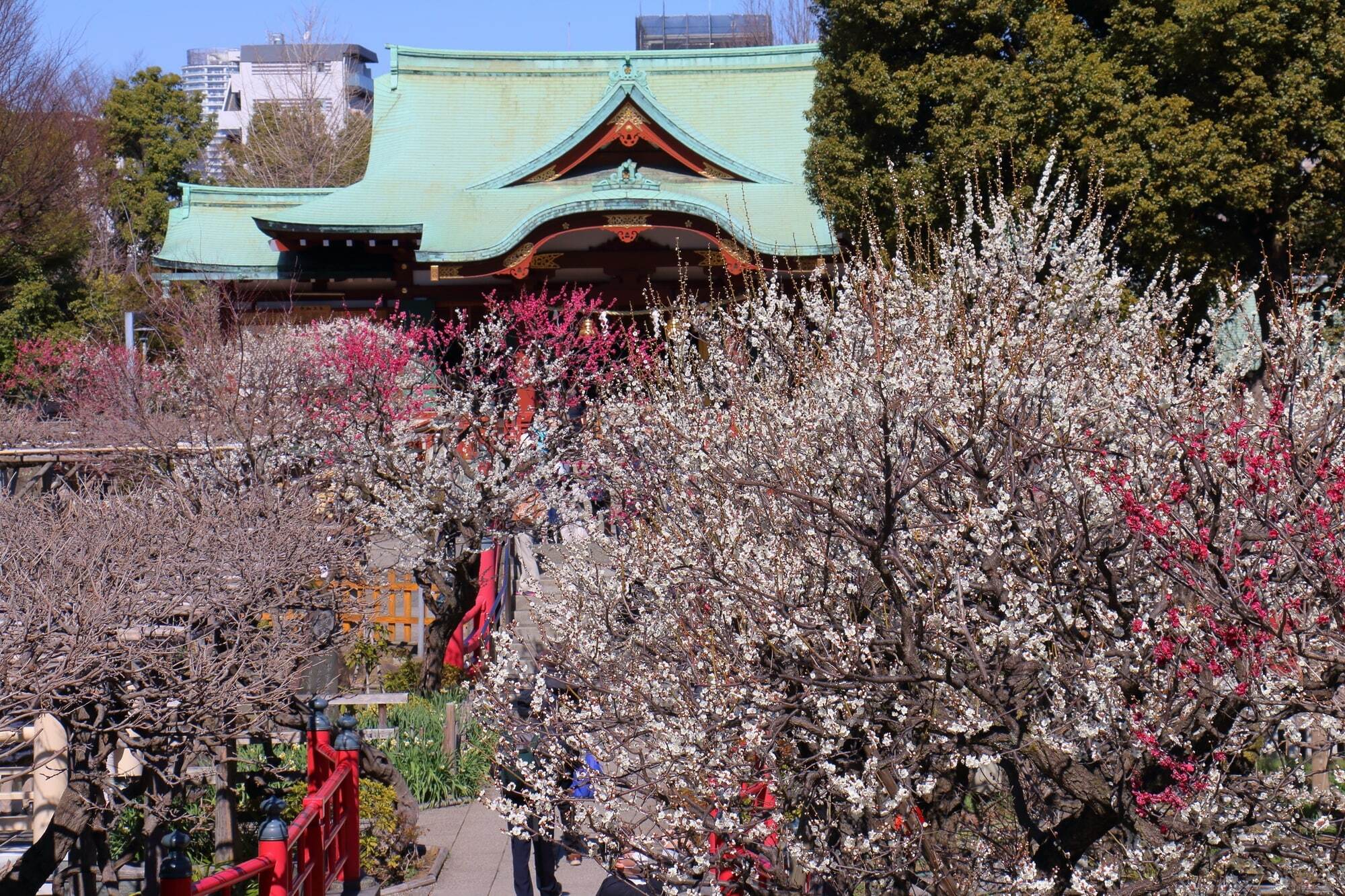 神苑梅林 梅林公園うめ梅まつり【アソビュー！】