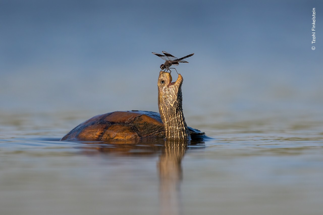 This spectacular shot triumphed at the Wildlife Photographer of the