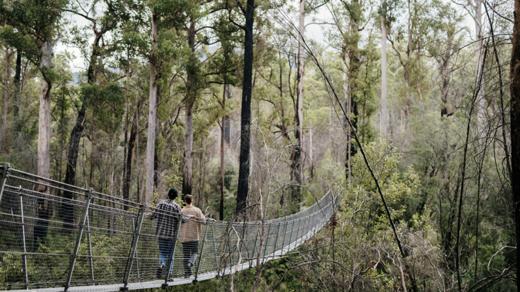 People on bridge in canopy