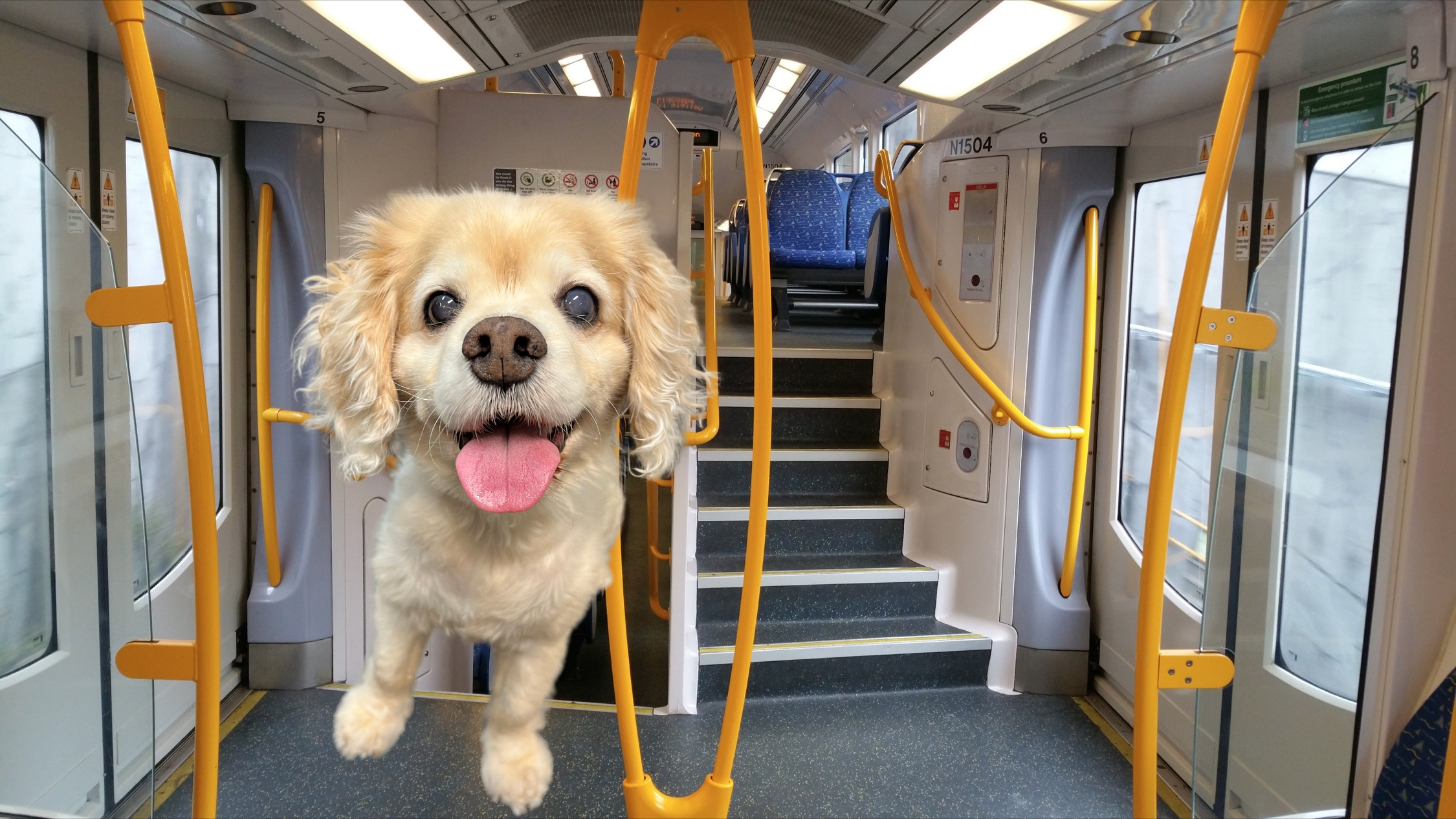 can u take dogs on a train