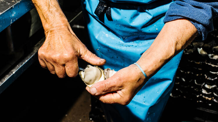 A man shucking an Oyster at Sydney Fish Market