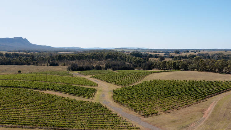 The vineyards at The Lane Retreat